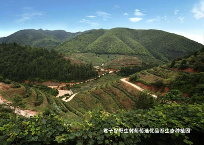 君子谷 中國特色葡萄酒的驕傲